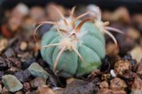 Echinocactus horizonthalonius PD 107